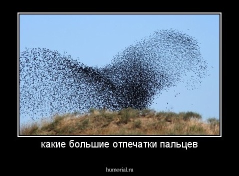 какие большие отпечатки пальцев