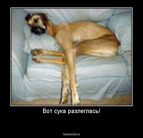 Вот сука разлеглась!
