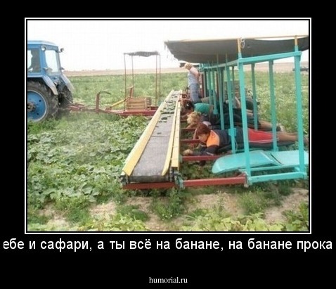 От тебе и сафари, а ты всё на банане, на банане прокати....