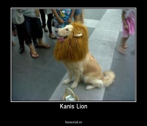 Kanis Lion