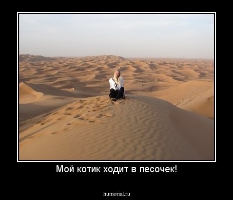 Мой котик ходит в песочек!