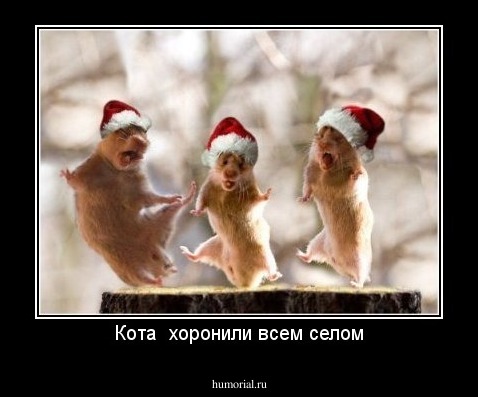 Кота  хоронили всем селом