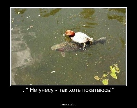 : " Не унесу - так хоть покатаюсь!"