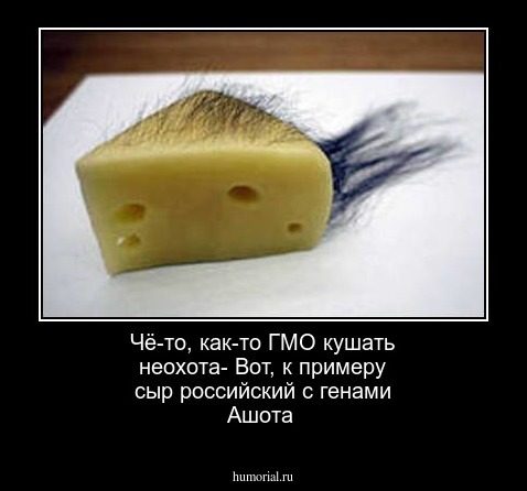 Чё-то, как-то ГМО кушать неохота-
Вот, к примеру сыр российский с генами Ашота