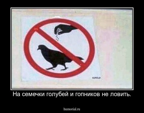 На семечки голубей и гопников не ловить.
