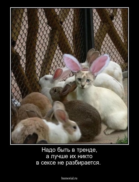 Надо быть в тренде,  а лучше их никто в сексе не разбирается.