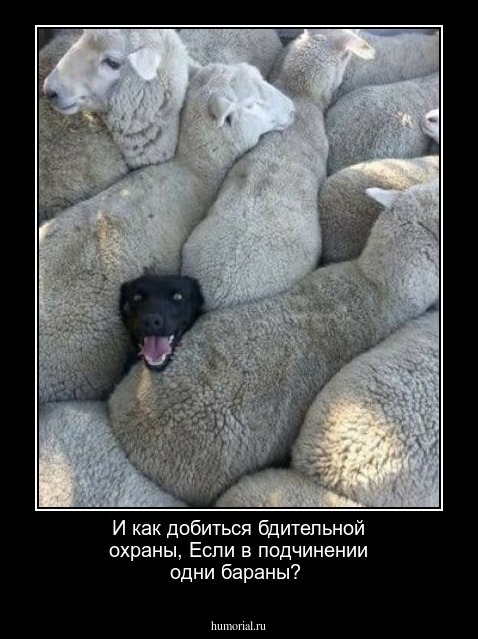 И как добиться бдительной охраны,
Если в подчинении одни бараны?