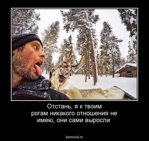 Отстань, я к твоим рогам никакого отношения не имею, они сами выросли