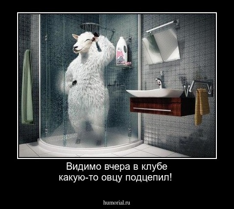 Видимо вчера в клубе какую-то овцу подцепил!