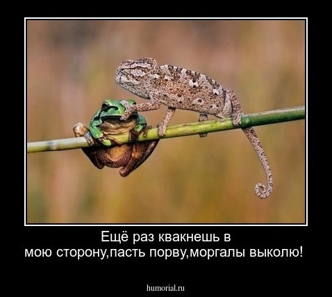 Ещё раз квакнешь в мою сторону,пасть порву,моргалы выколю!