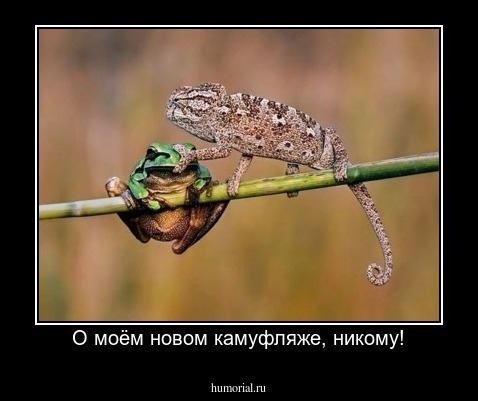 О моём новом камуфляже, никому!