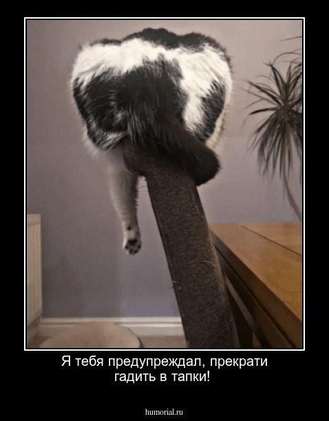 Я тебя предупреждал, прекрати гадить в тапки!