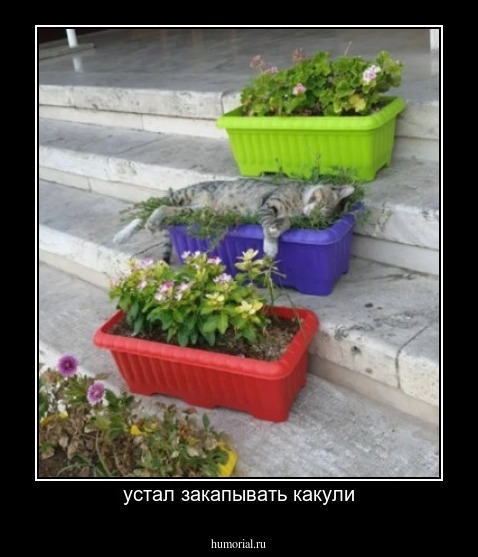 устал закапывать какули