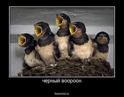 черный воороон