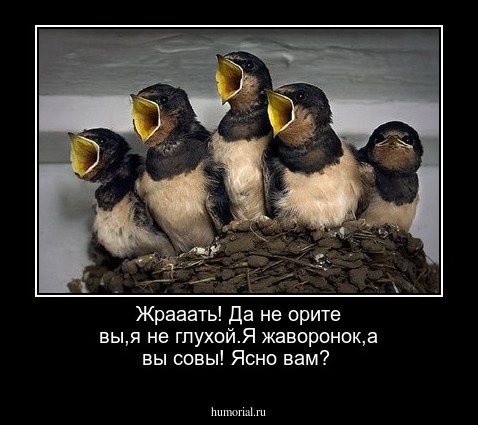 Жрааать! Да не орите вы,я не глухой.Я жаворонок,а вы совы! Ясно вам? 
