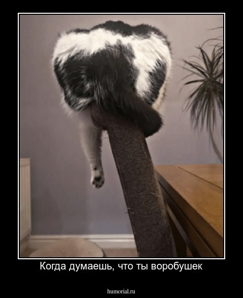 Когда думаешь, что ты воробушек