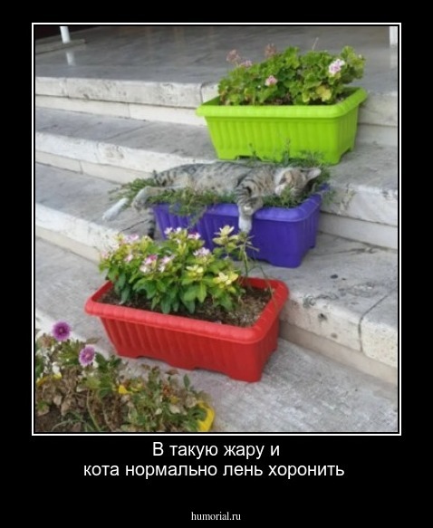 В такую жару и кота нормально лень хоронить 