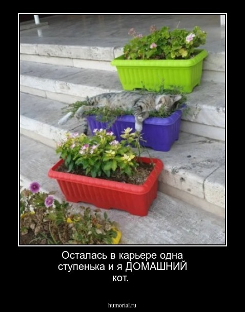 Осталась в карьере одна ступенька и я ДОМАШНИЙ кот.