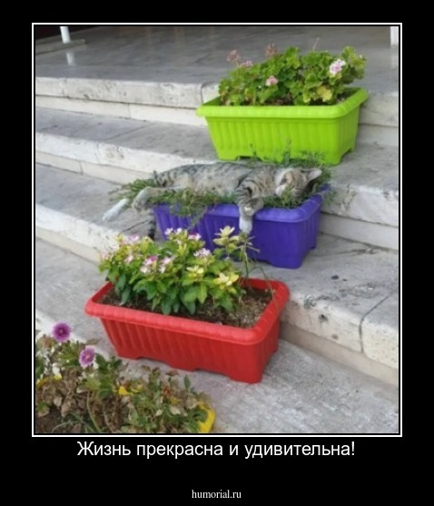 Жизнь прекрасна и удивительна!