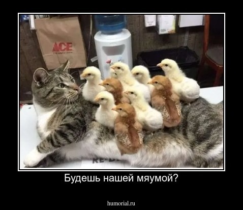 Будешь нашей мяумой?