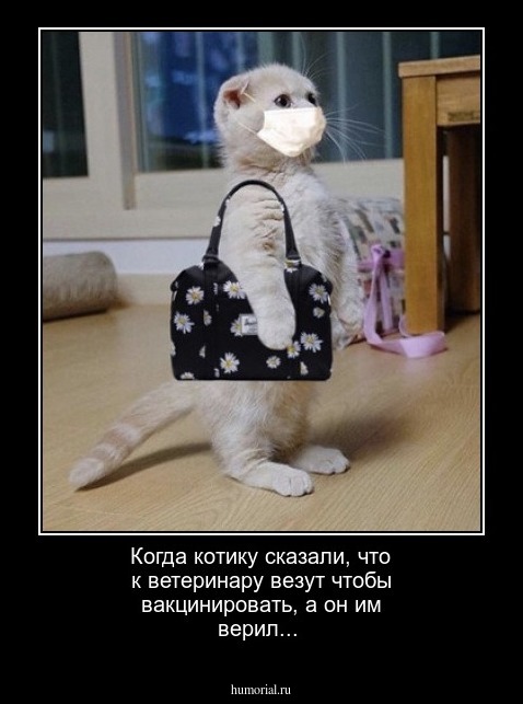 Когда котику сказали, что к ветеринару везут чтобы вакцинировать, а он им верил... 