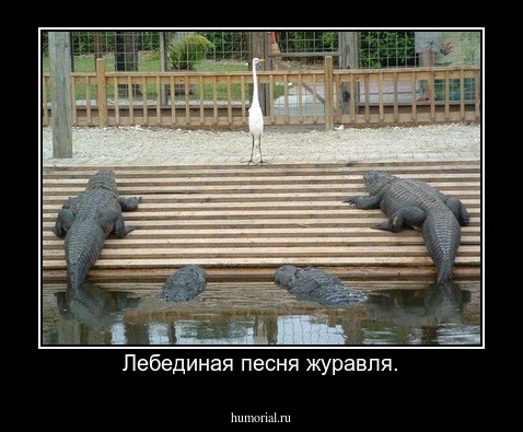 Лебединая песня журавля.