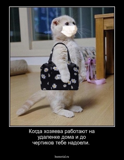 Когда хозяева работают на удаленке дома и до чертиков тебе надоели.