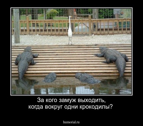 За кого замуж выходить, когда вокруг одни крокодилы?