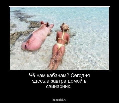 Чё нам кабанам? Сегодня здесь,а завтра домой в свинарник.