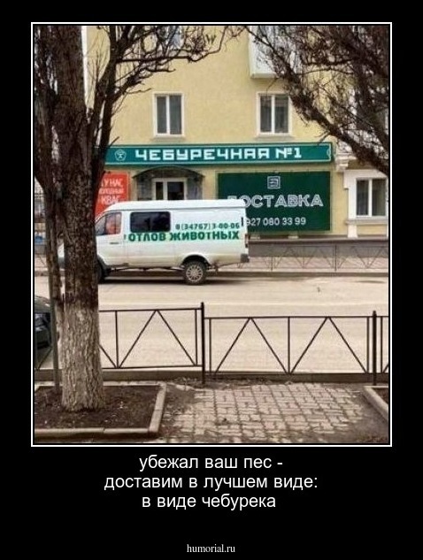 убежал ваш пес - доставим в лучшем виде: в виде чебурека