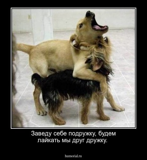 Заведу себе подружку, будем лайкать мы друг дружку.