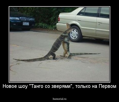 Новое шоу "Танго со зверями", только на Первом
