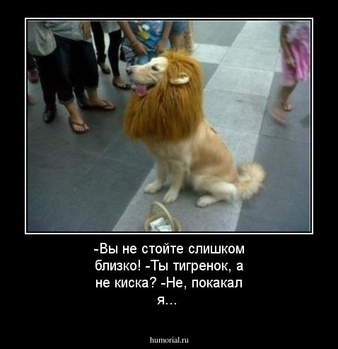 -Вы не стойте слишком близко! 

-Ты тигренок, а не киска? 

-Не, покакал я... 
