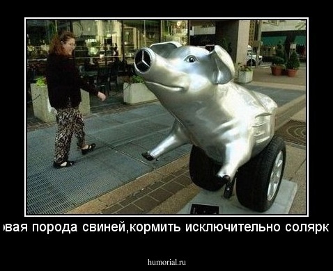 новая порода свиней,кормить исключительно соляркой