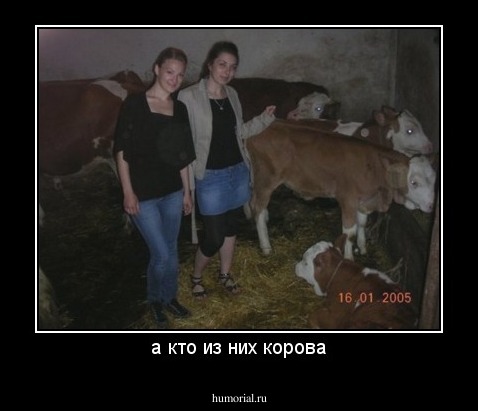 а кто из них корова