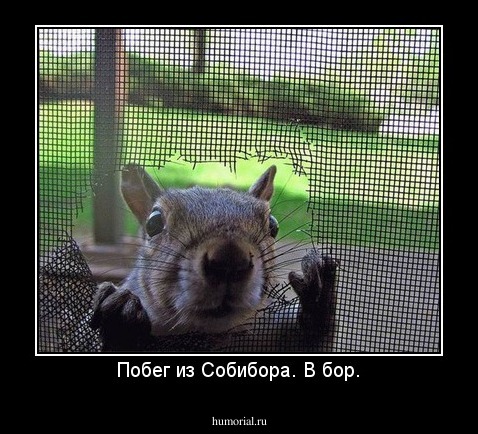 Побег из Собибора. В бор.
