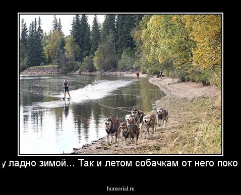 Не, ну ладно зимой... Так и летом собачкам от него покоя нет!