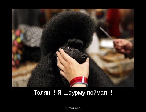Толян!!! Я шаурму поймал!!!
