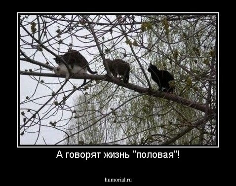 А говорят жизнь "половая"!