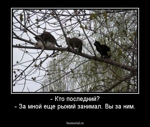 - Кто последний?
- За мной еще рыжий занимал. Вы за ним.