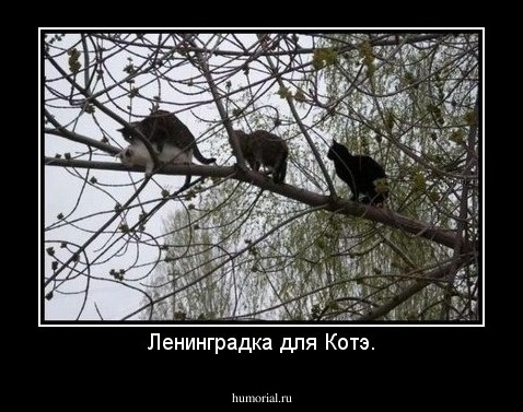 Ленинградка для Котэ.