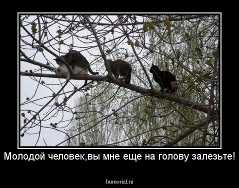Молодой человек,вы мне еще на голову залезьте!