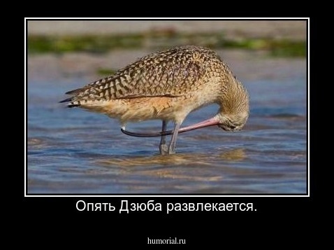 Опять Дзюба развлекается.