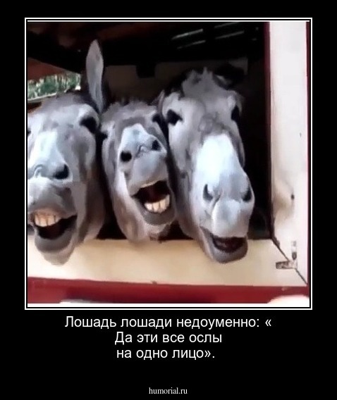 Лошадь лошади недоуменно: « Да эти все ослы на одно лицо».