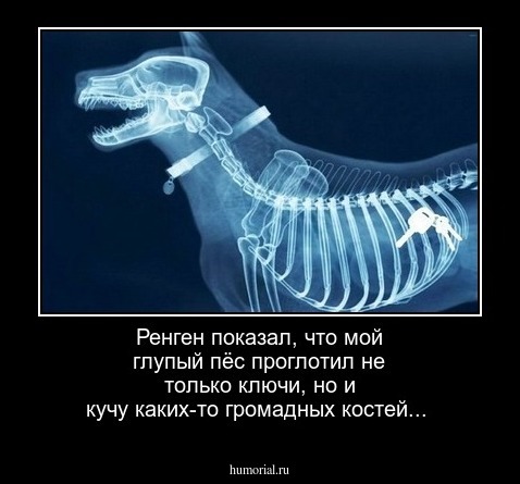Ренген показал, что мой глупый пёс проглотил не только ключи, но и кучу каких-то громадных костей...