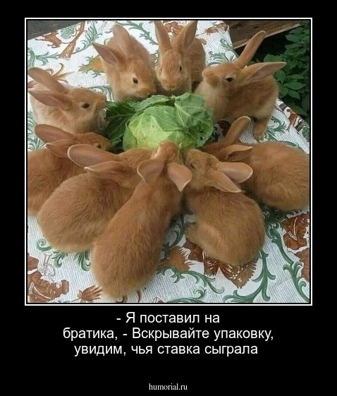 - Я поставил на братика,
- Вскрывайте упаковку, увидим, чья ставка сыграла