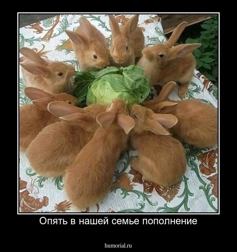 Опять в нашей семье пополнение