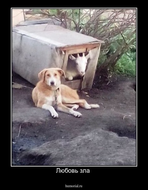 Любовь зла 
