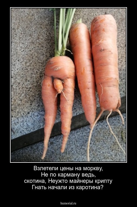 Взлетели цены на моркву,
Не по карману ведь, скотина,
Неужто майнеры крипту
Гнать начали из каротина?