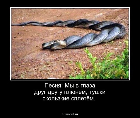  Песня: Мы в глаза друг другу плюнем, тушки скользкие сплетём.